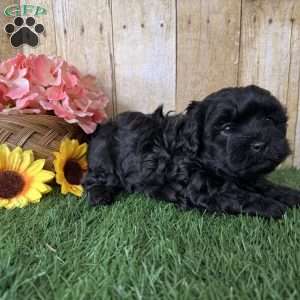 Licorice, Shih-Poo Puppy